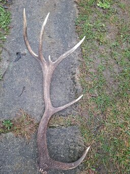 parohy,zhody,parozie,trofeje - 5