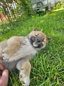 Shiba inu - 5