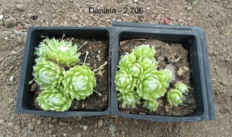 Skalné ruže (Sempervivum) - sadeničky - 5