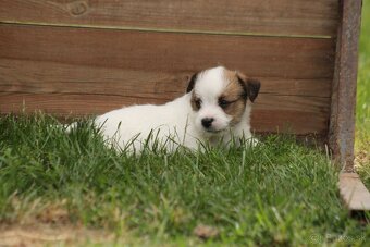 Jack Russell teriér s PP - 5