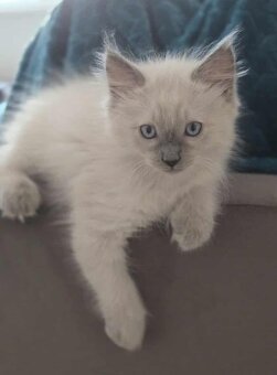 Ragdoll mačiatka blue lynx - 5