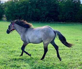 Roční grullo valach Quarter Horse - 5