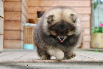 Pomeranian s PP FCI - 5