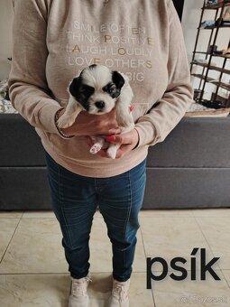 Šteniatka shih-tzu (shihtzu, shitzu) - 5