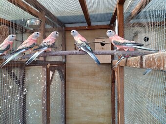 Neofema bourkova - 5