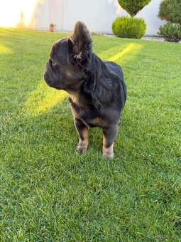 Francuzsky buldoček fluffy big rope fenka a psík - 5