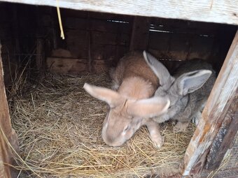 Zajace na predaj - 5