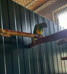 Predám Papagáj sivý - Žako, Papagáj senegalský - 5