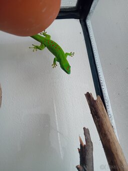 Phelsuma madagaskarska - 5