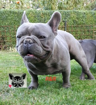 Francúzský buldoček modrý - French bulldog blue - 5