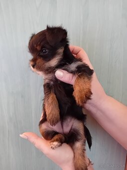 Jorkšír fenka Jablunkov ČR - 5