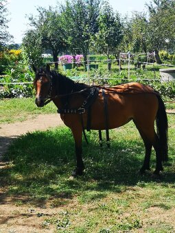 Welsh pony A - pára - 5