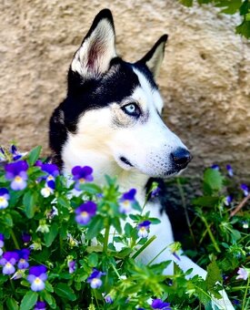 Sibírsky Husky - šteniatka - 5