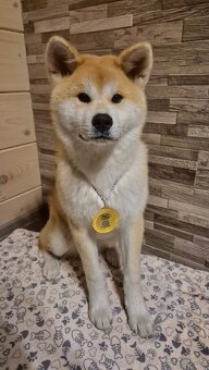 Akita inu s FCI rodokmeňom - plánovaný vrh - 5