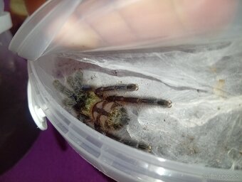 Caribena/Avicularia versicolor, tarantula, pavúk - 5