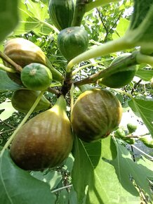 Predám FIGOVNÍK, figovníky Brown Turkey - 5