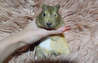 Morské prasiatka - Morčiatka- IHNEĎ K ODBERU - 5