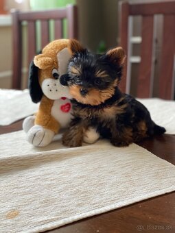 Yorkshirsky terier - 5