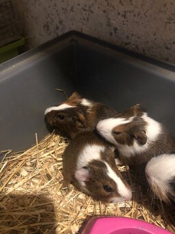 Darujem Morčatka odber možný hneď - 5