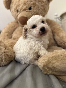 Trpaslíčí pudlik pudel - 5