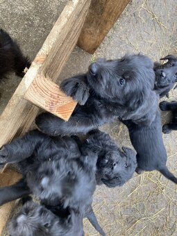 Bradáč veľký - šteniatka - 5