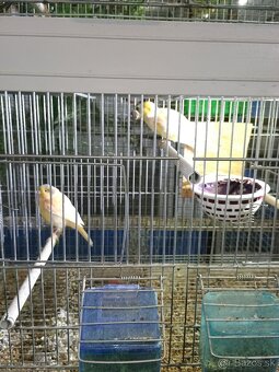 drobotina-len volať - 5