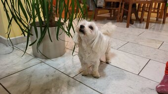 Maltézsky psík na krytie - 5