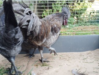 Predám ayam cenami modré červené - 5