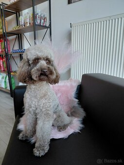 Nový Salón pre psov Lusi vo Svite. - 5