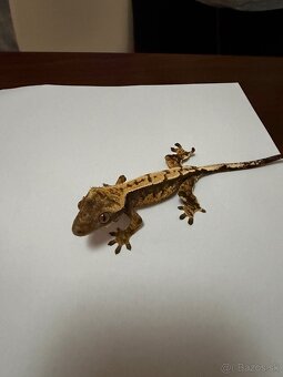 Pagekon riasnatý - 5