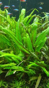 Akvarijné rastliny - 5