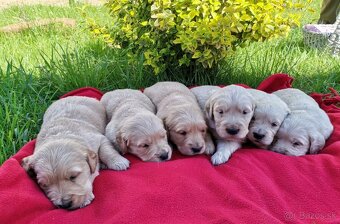 Zlatý Retriever - 5