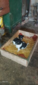 Darujem šteniatka - 5