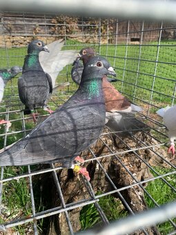 Predám poštové holuby - 5