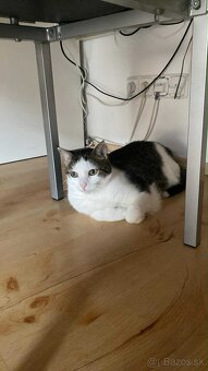 Darujem do dobrých ruk mačičky - 5