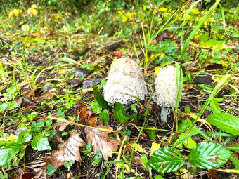 Chatárčenie pekný pozemok v nádhernej prírode na Drienici (F - 5