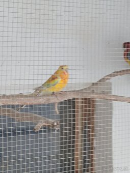 Papagáj spevaví - 5