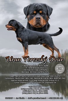 Rotvajler, rottweiler  s PP - 5