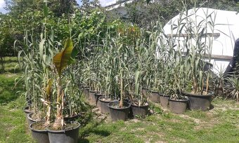 trstina obrovská Aruna Arundo-donax Trsteník - 5