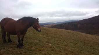 Ťažný žrebec - 5