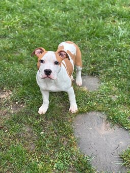 Americký stafordšírsky teriér - 5