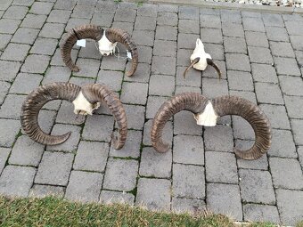 Trofeje muflonov - 5