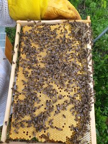 Produkčné včelstvá ,10 rámikové rodiny a odložence - 5