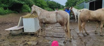 Appaloosa - 5