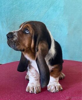 Štěně Basset Hound - 5