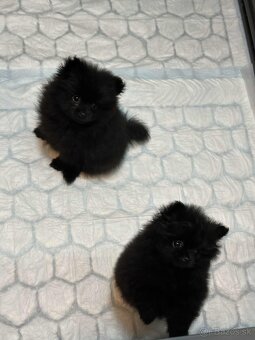 Pomeranian šteniatká - 5