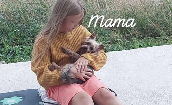 Yorkshirsky teriér  MINI psík do dobrých rúk - 5