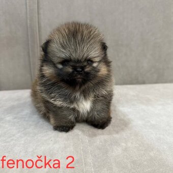 Pomeranian mini - 5
