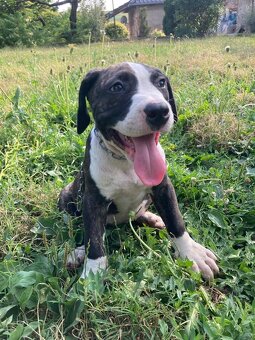 Americky pitbul - 5