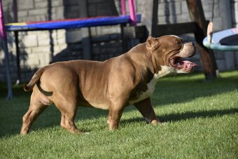 American bully s PP - 5
